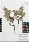 Foto von Salix glauca L.